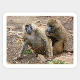 Olive Baboons Grooming Sticker